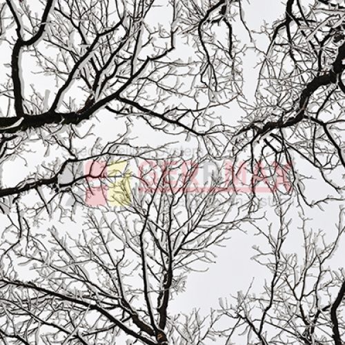 Ağaç – Gökyüzü Gergi Tavan Görselleri